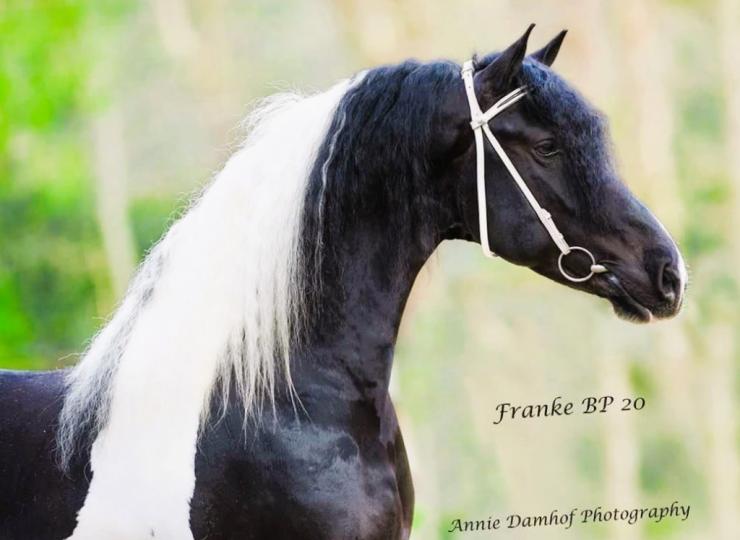 Gallery Photo of FRANKE BP 42 - #49