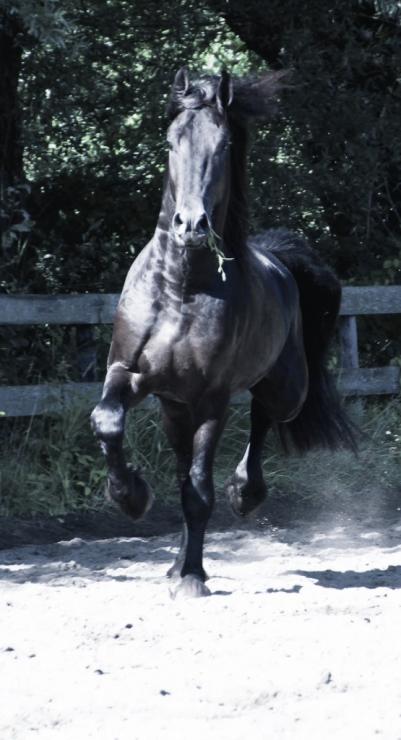 Gallery Photo of LELAND - #20
