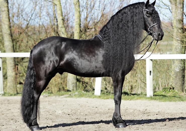 Gallery Photo of Pinot Noir STER SPORT - #3