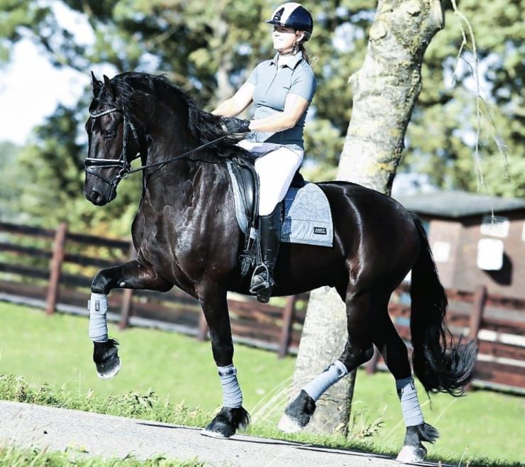 Gallery Photo of HOLDEN - #2
