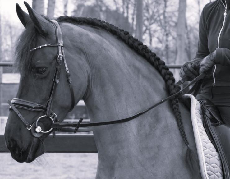 Gallery Photo of CARINA - #9