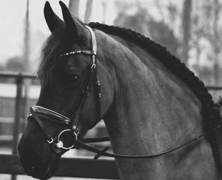 Gallery Photo of CARINA - #7