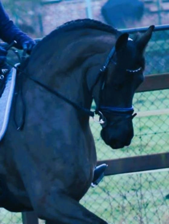Gallery Photo of CARINA - #19