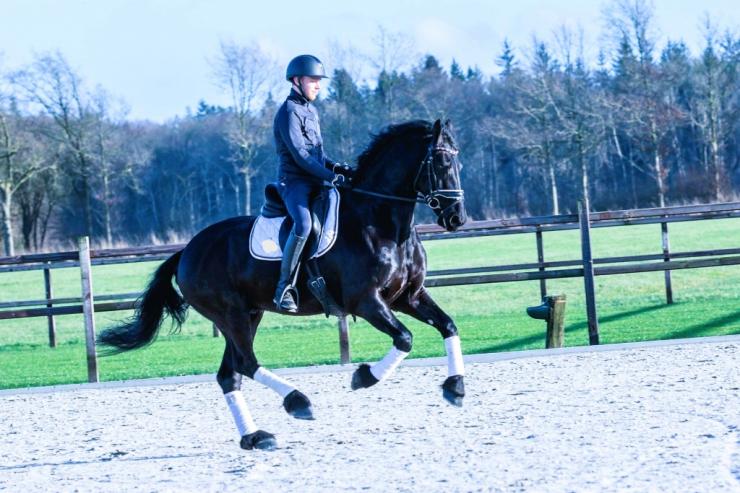 Gallery Photo of DAIRE STER - #20
