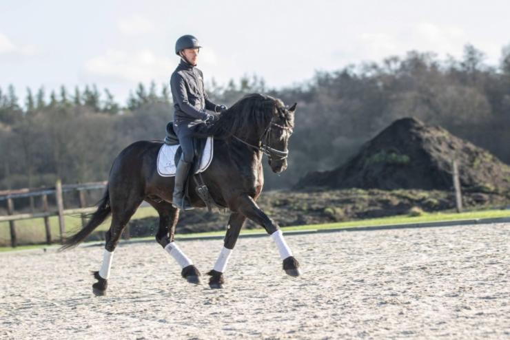 Gallery Photo of DAIRE STER - #19