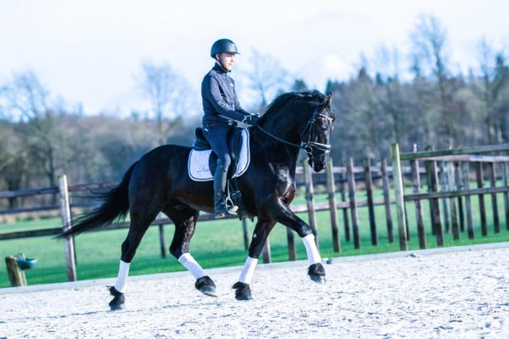 Gallery Photo of DAIRE STER - #18