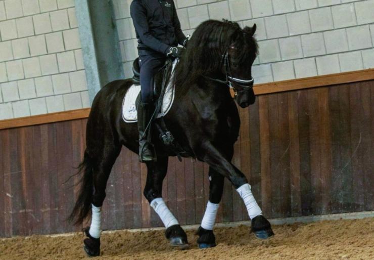 Gallery Photo of DAIRE STER - #14
