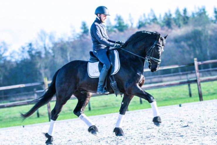 Gallery Photo of DAIRE STER - #10