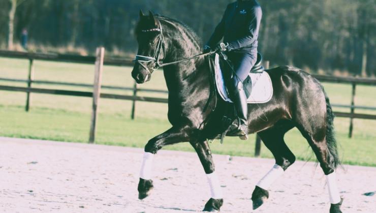 Gallery Photo of DAIRE STER - #9