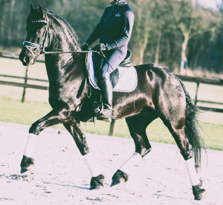 Gallery Photo of DAIRE STER - #7