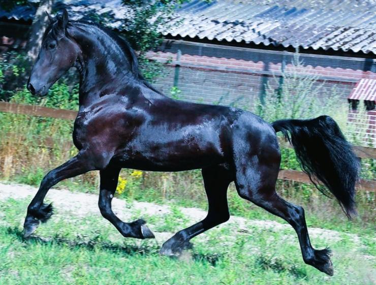 Gallery Photo of JITSKE - #8