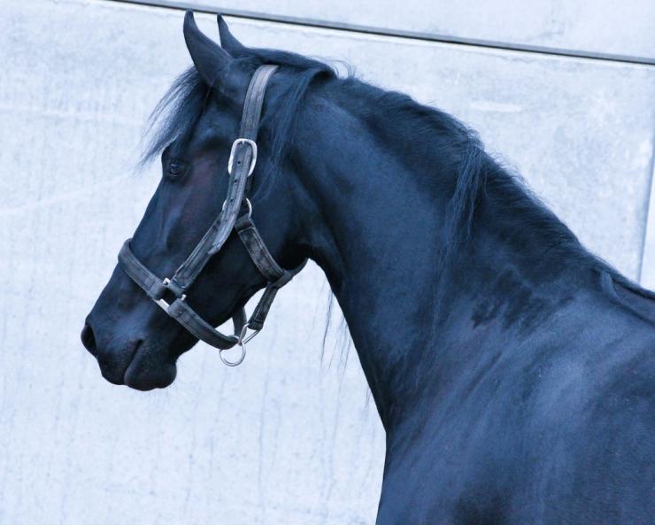 Gallery Photo of EMBER - #21
