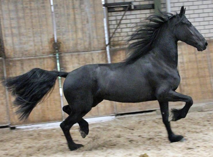 Gallery Photo of EMBER - #28