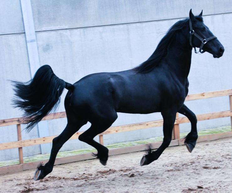 Gallery Photo of EMBER - #11