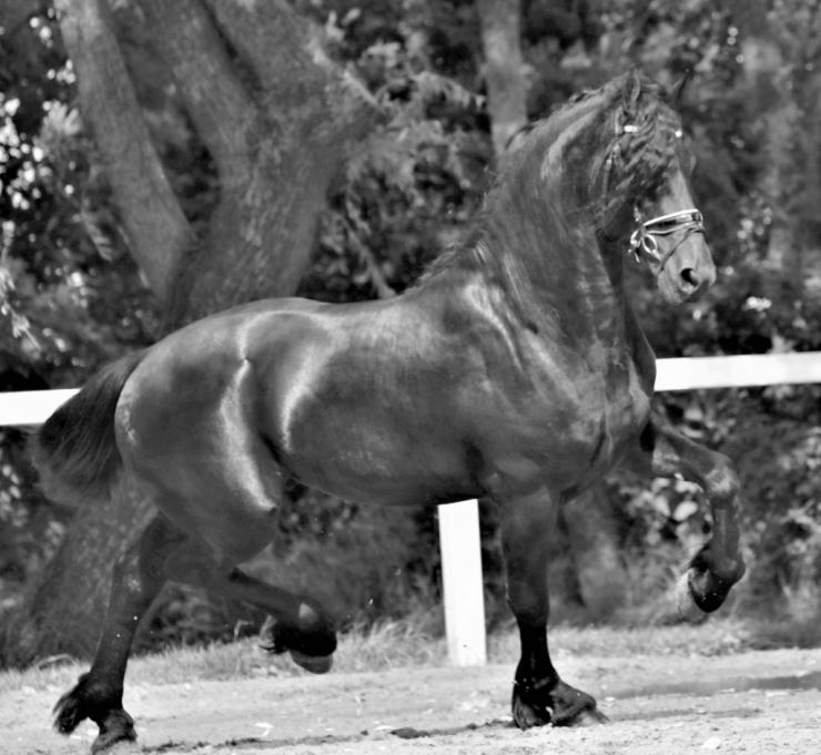 Gallery Photo of GERSHON - #3
