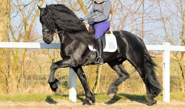 Gallery Photo of GERSHON - #22