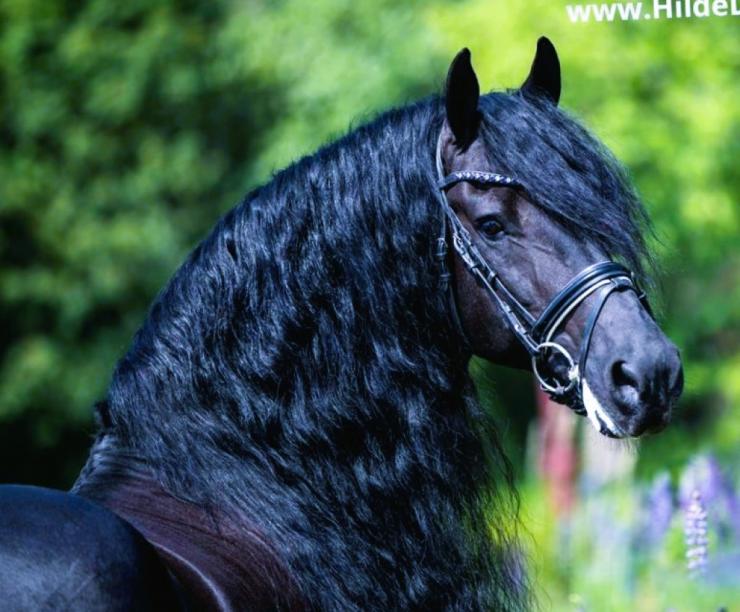 Gallery Photo of ONYX STER SPORT ELITE - #23