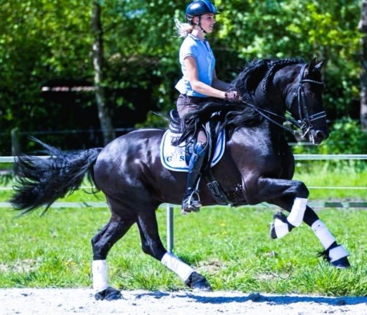 Gallery Photo of ONYX STER SPORT ELITE - #26