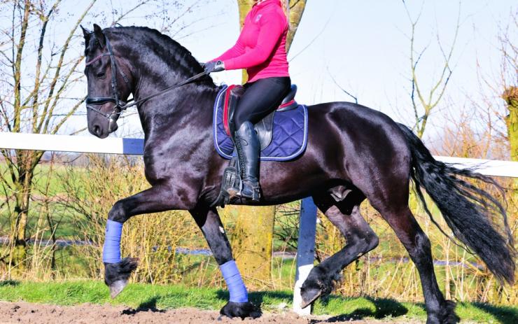 Gallery Photo of HUXLEY AA - #19