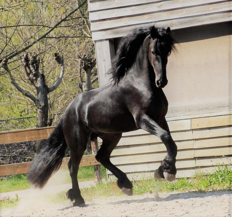 Gallery Photo of HAIKE BSF - #25