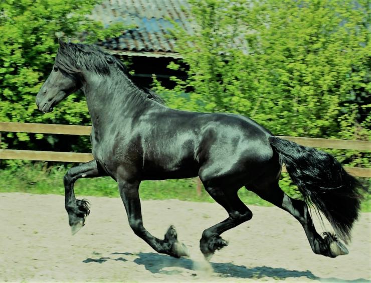 Gallery Photo of HAIKE BSF - #15