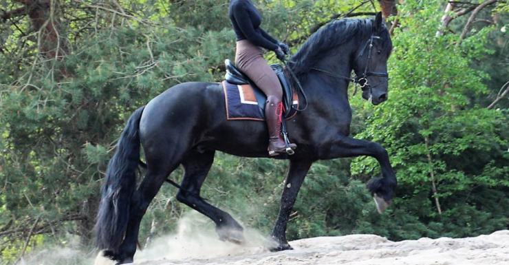 Gallery Photo of HAIKE BSF - #6