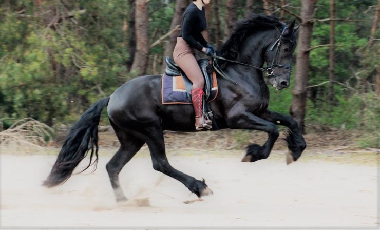 Gallery Photo of HAIKE BSF - #2