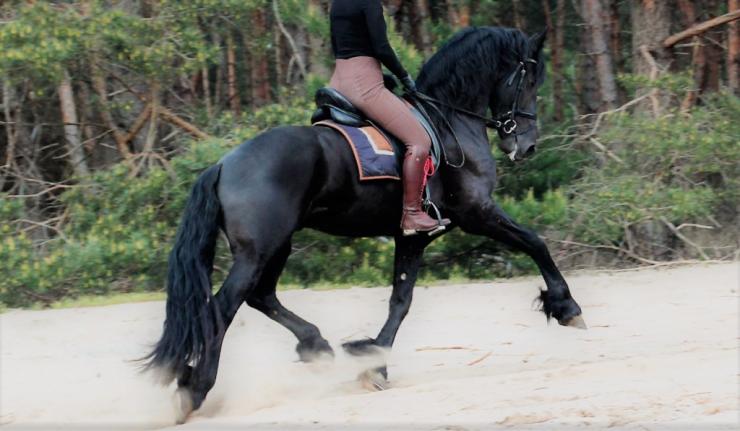 Gallery Photo of HAIKE BSF - #1