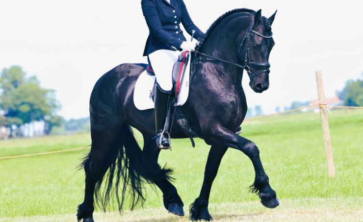 Gallery Photo of Hedzer-Auke - #2