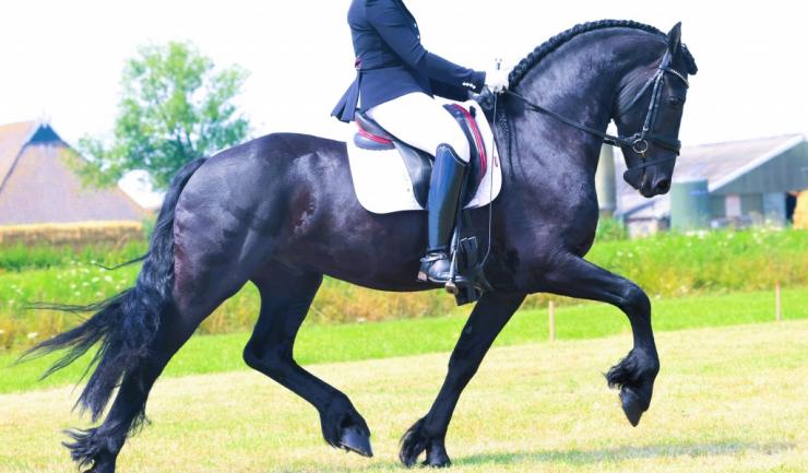 Gallery Photo of Hedzer-Auke - #3