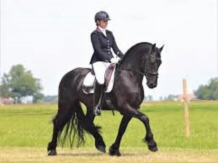 Gallery Photo of Hedzer-Auke - #27