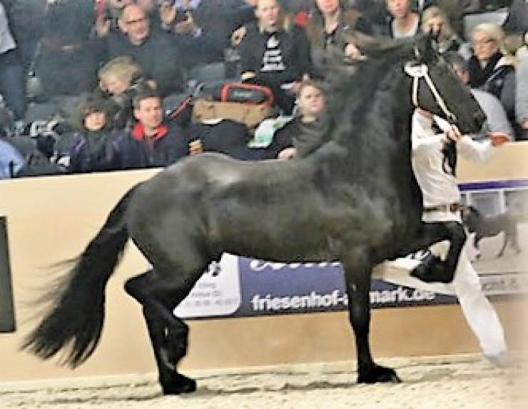 Gallery Photo of Phryso STER and SPORT - #23