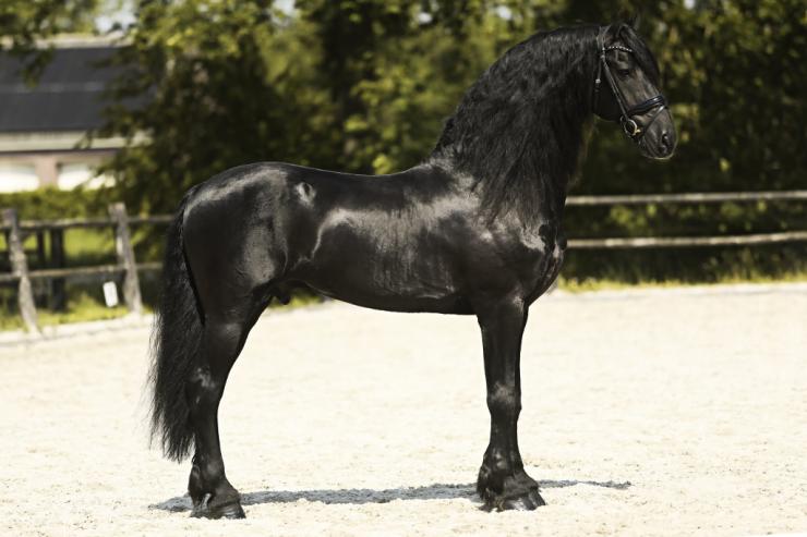 Gallery Photo of JARO SPORT - #6