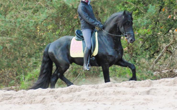 Gallery Photo of JET - #8