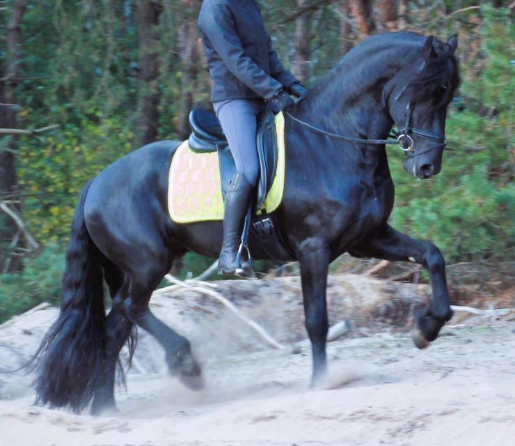 Gallery Photo of JET - #9