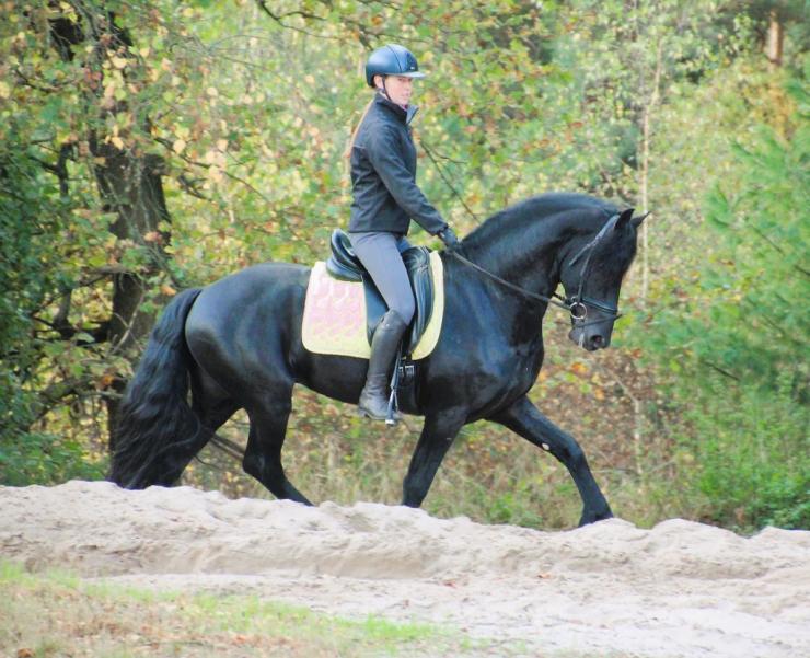 Gallery Photo of JET - #12