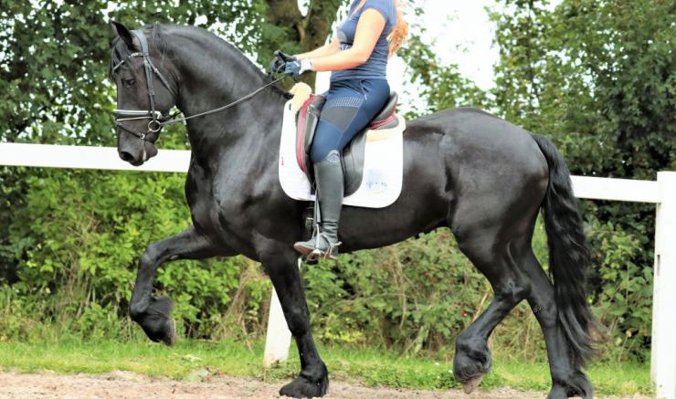 Gallery Photo of LAURENT - #12