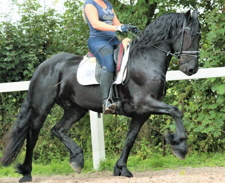 Gallery Photo of LAURENT - #13