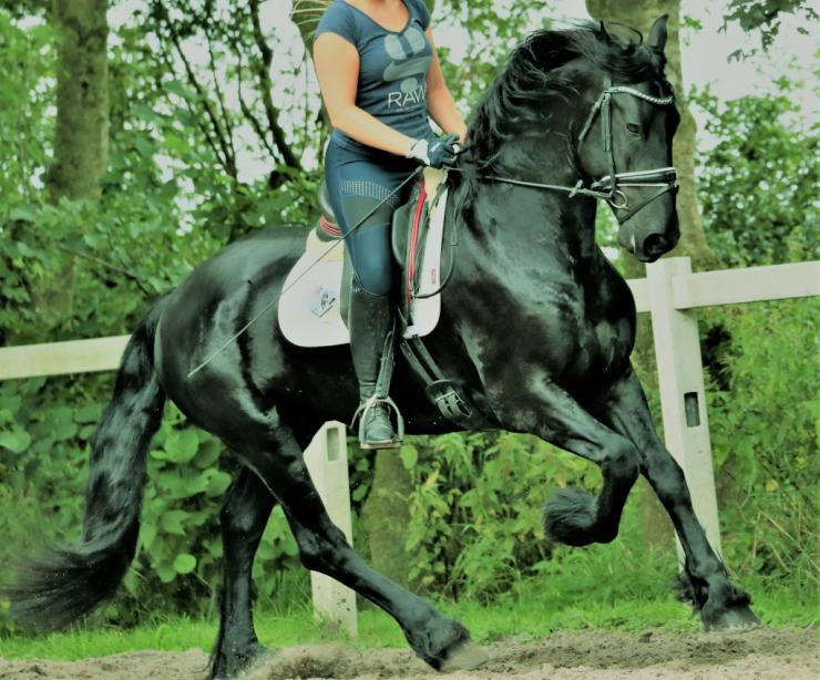 Gallery Photo of LAURENT - #15