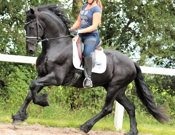 Gallery Photo of LAURENT - #16