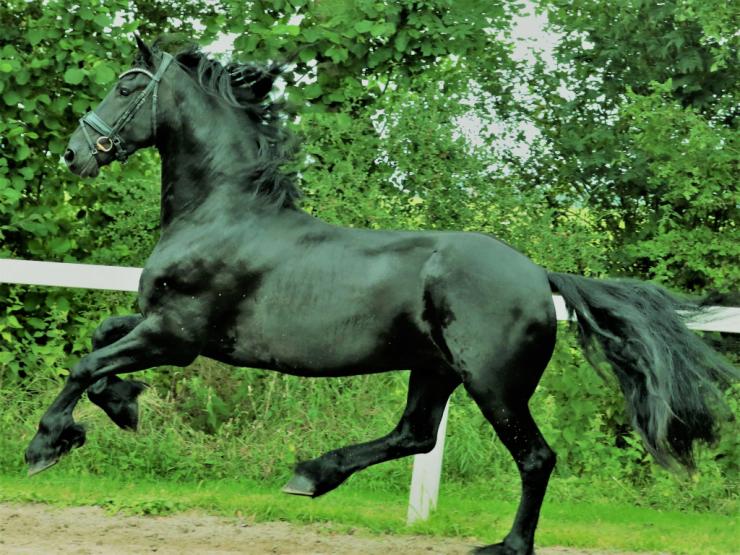 Gallery Photo of LAURENT - #5