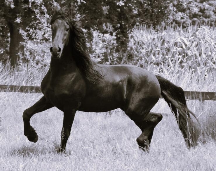 Gallery Photo of LEVI - #13