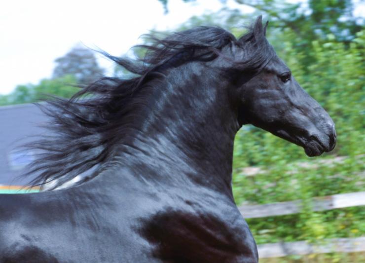 Gallery Photo of LEVI - #15