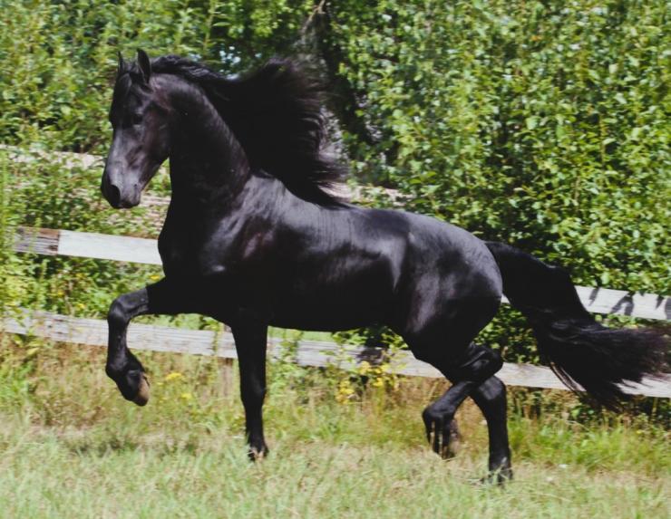 Gallery Photo of LEVI - #16