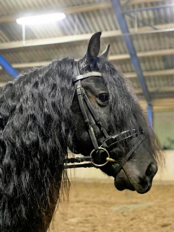 Gallery Photo of EVERT BSF - #36