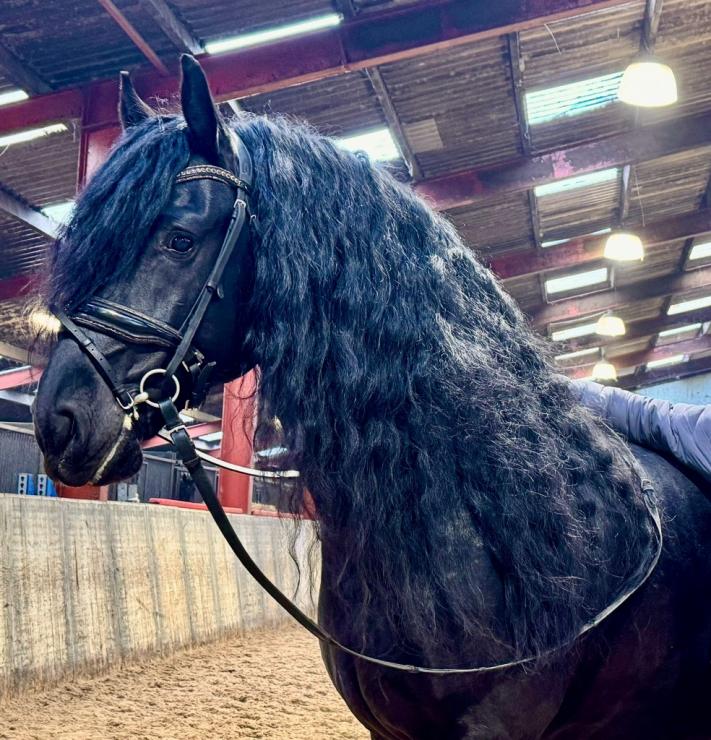 Gallery Photo of MARCO - #3