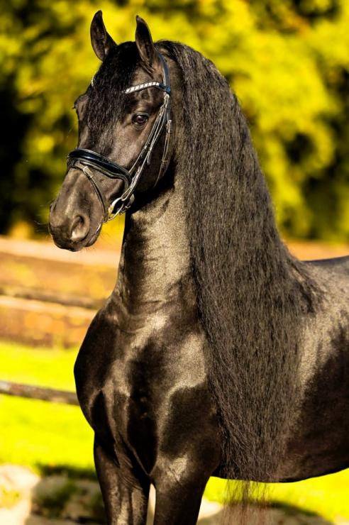 Gallery Photo of Dolce STER - #2