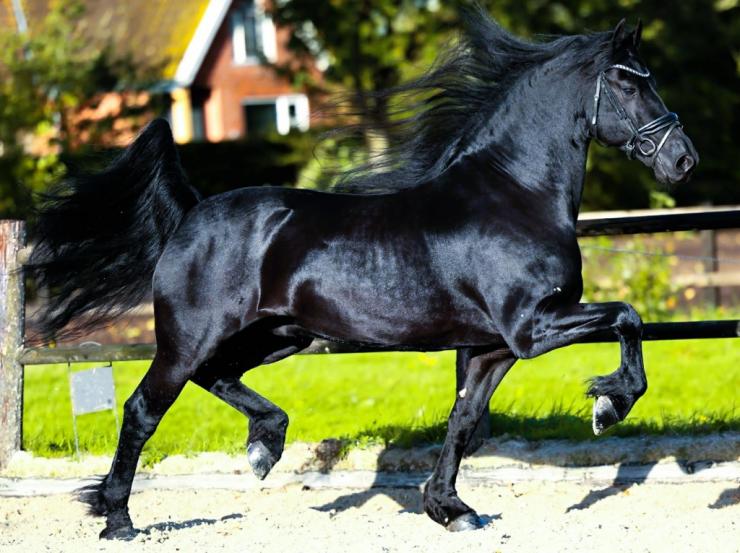 Gallery Photo of Dolce STER - #7