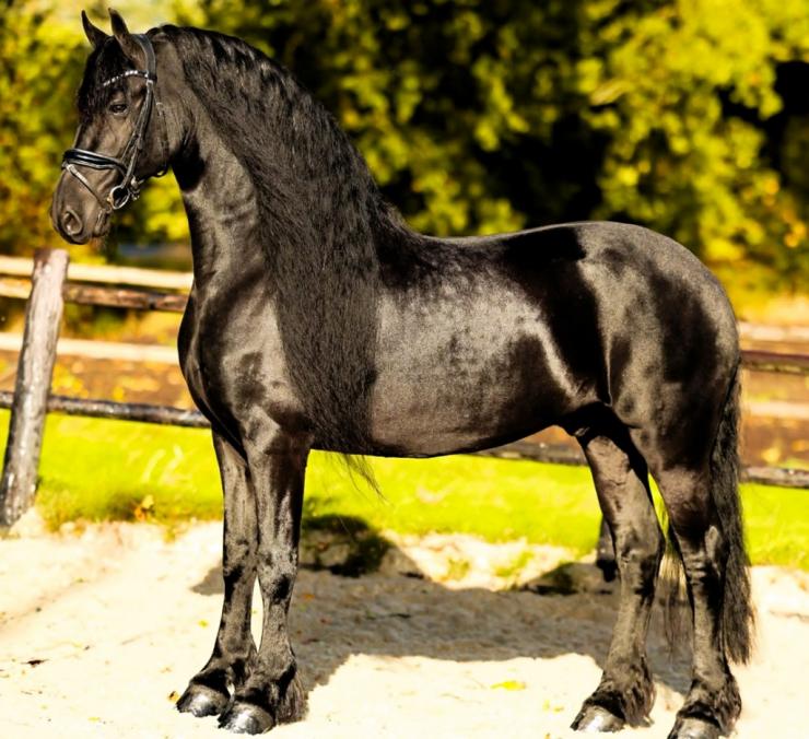 Gallery Photo of Dolce STER - #8