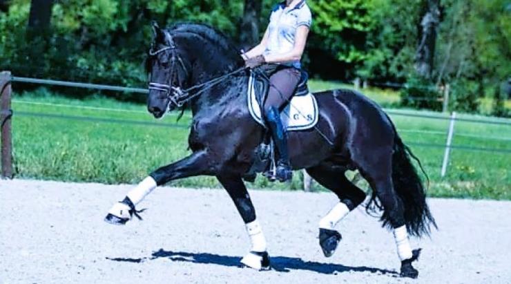 Gallery Photo of ONYX STER SPORT ELITE - #7